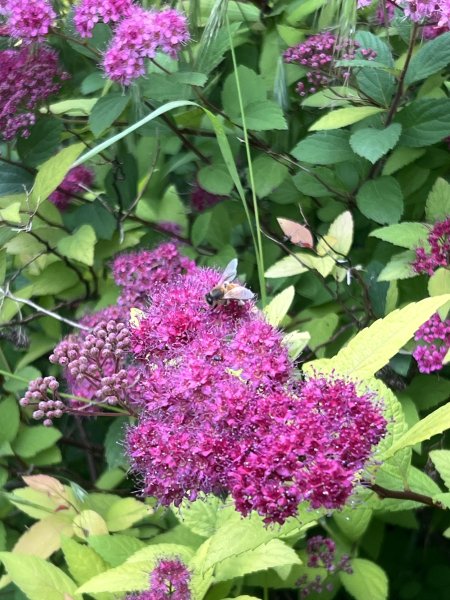 ABEILLE sur une Spirée du Japon. Jardin, 15 juin 2024 . '' Récolte matinale ''. ORPHÉE HENRY DECORMEILLE